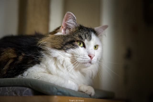 Chat adopté par Nine Lives Paris