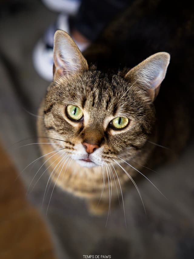 Chat adopté par Nine Lives Paris