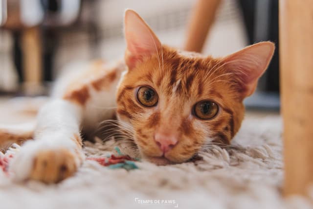 Chat adopté par Nine Lives Paris