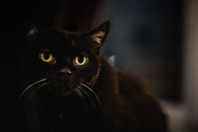 Chat adopté par Nine Lives Paris