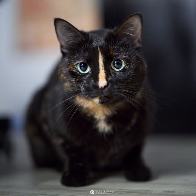 Chat adopté par Nine Lives Paris