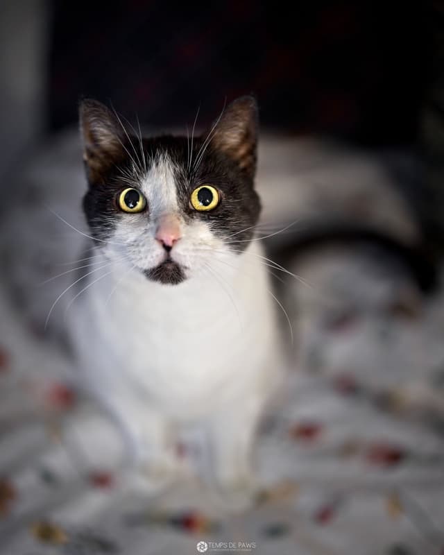 Chat adopté par Nine Lives Paris