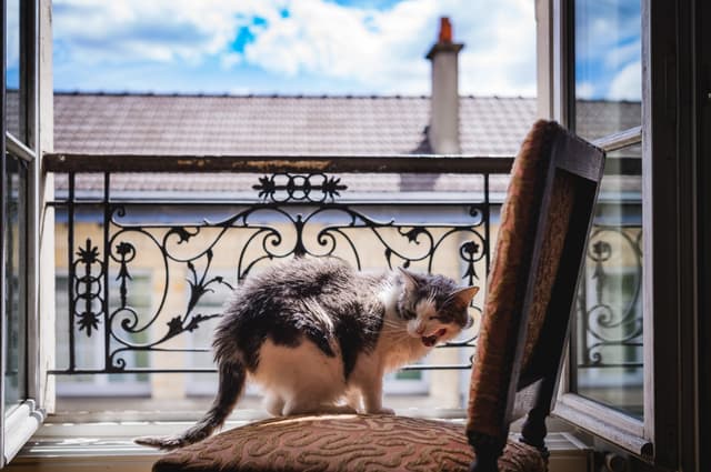 Chat adopté par Nine Lives Paris