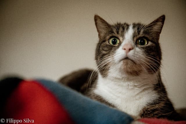 Chat adopté par Nine Lives Paris