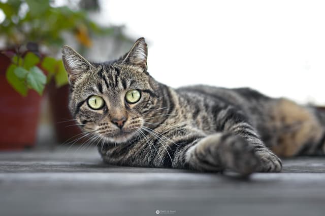 Chat adopté par Nine Lives Paris