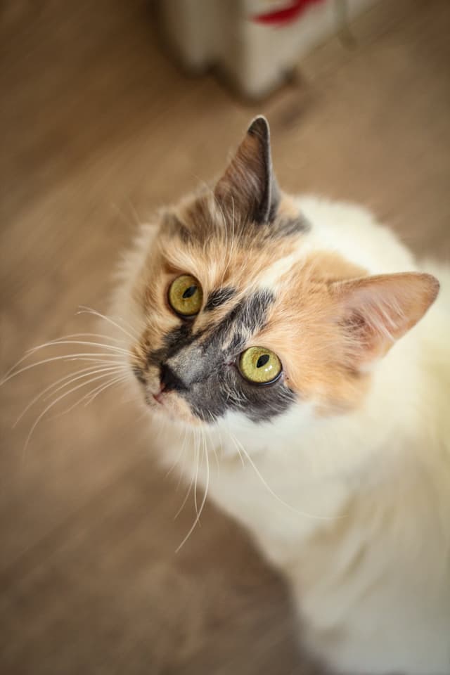 Chat adopté par Nine Lives Paris