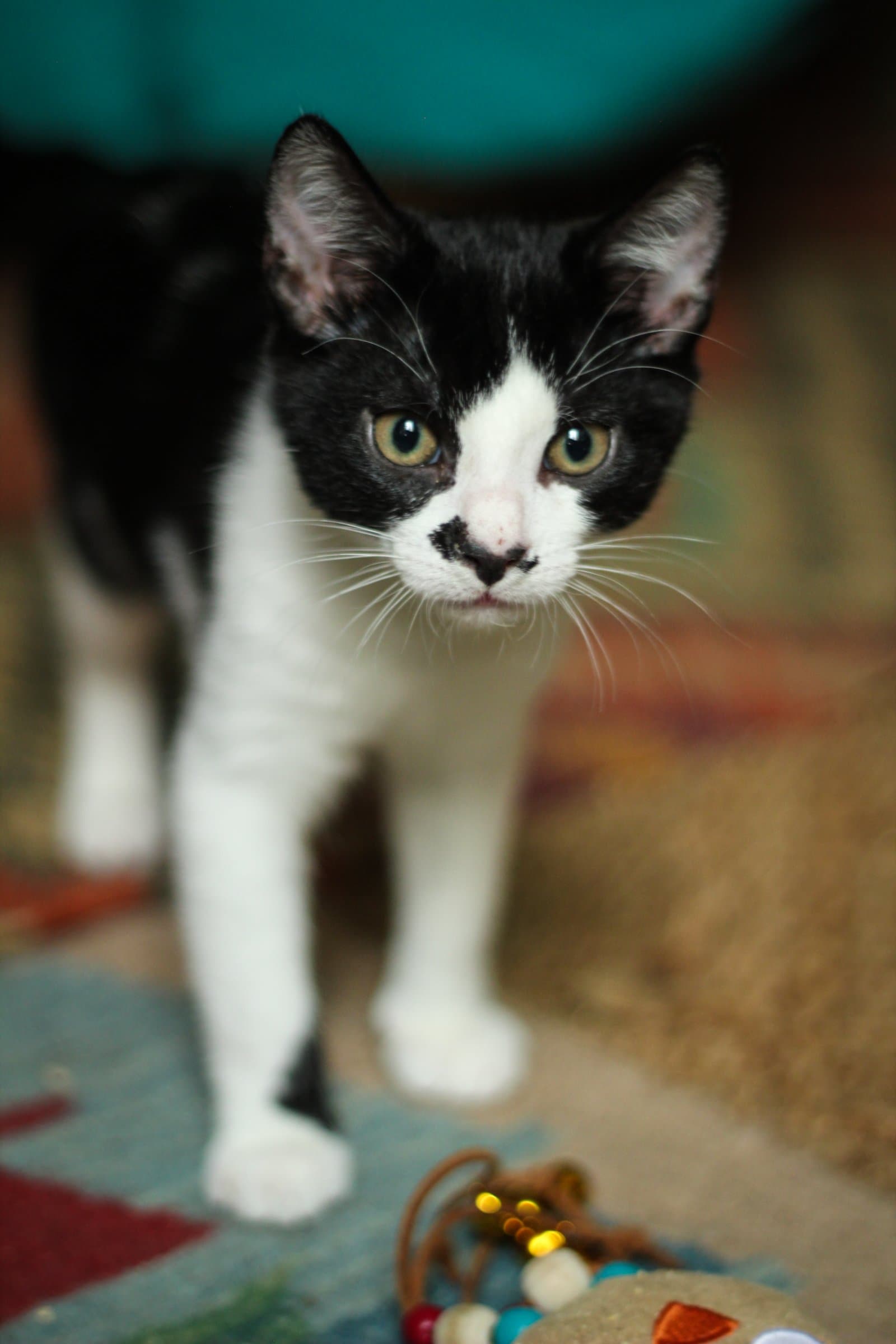 Chaton tenu dans une main