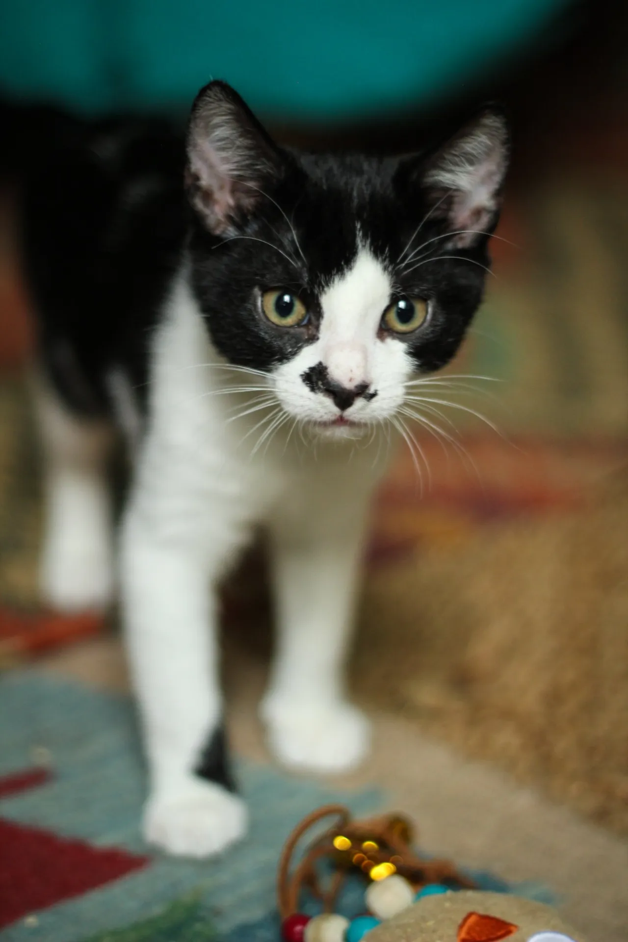 Chaton tenu dans une main