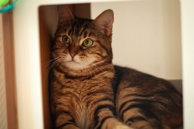 Chat adopté par Nine Lives Paris