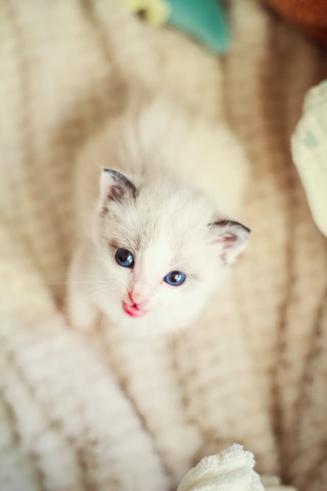 Chat adopté par Nine Lives Paris