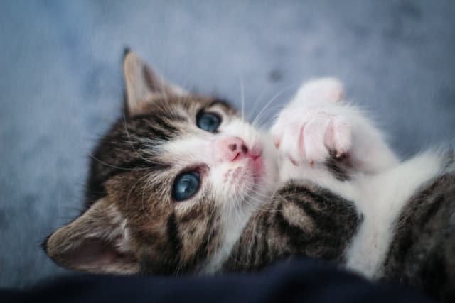 Chat adopté par Nine Lives Paris