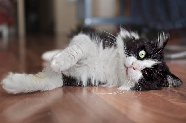 Chat adopté par Nine Lives Paris