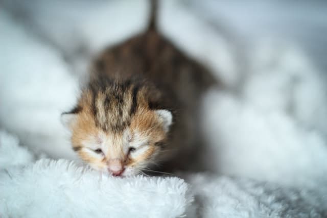 Chat adopté par Nine Lives Paris