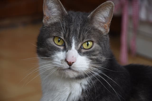 Chat adopté par Nine Lives Paris