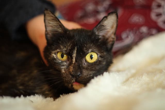 Chat adopté par Nine Lives Paris