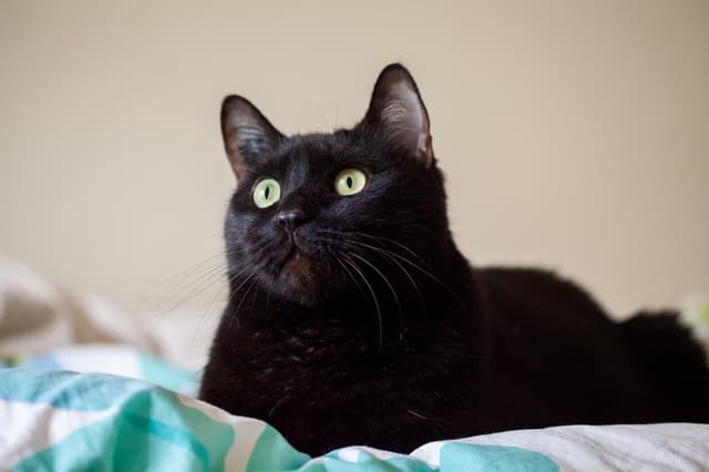 Chat adopté par Nine Lives Paris