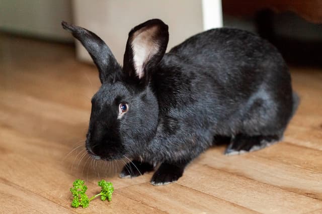 Chat adopté par Nine Lives Paris