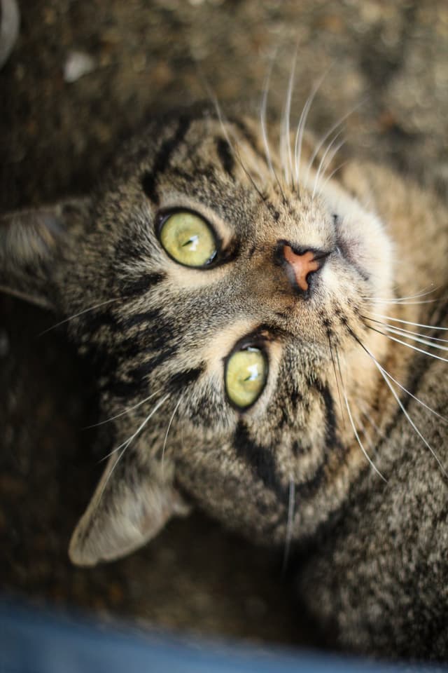 Chat adopté par Nine Lives Paris