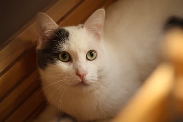 Chat adopté par Nine Lives Paris