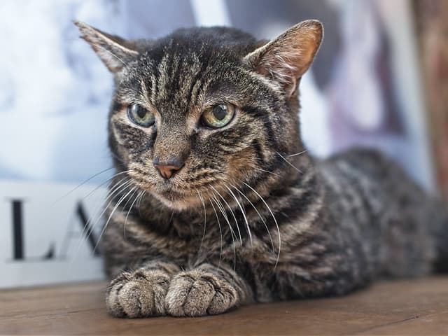 Chat adopté par Nine Lives Paris