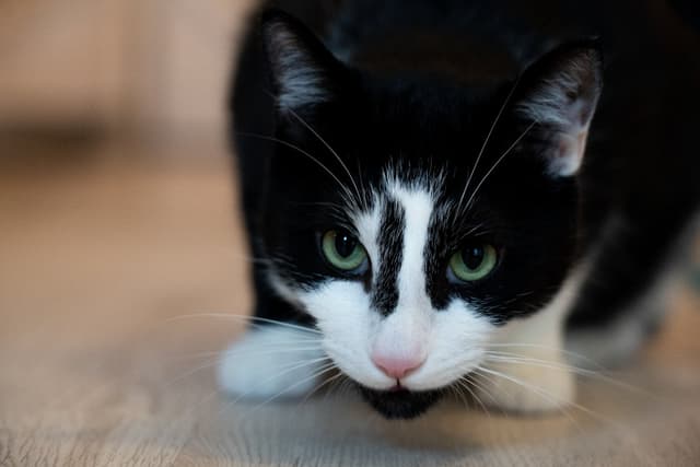 Chat adopté par Nine Lives Paris