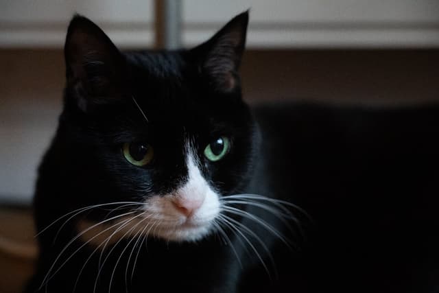 Chat adopté par Nine Lives Paris