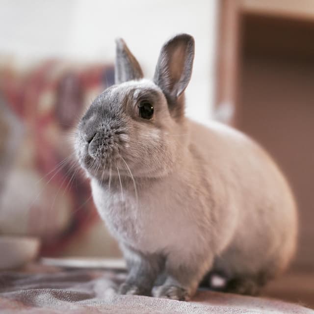 Chat adopté par Nine Lives Paris