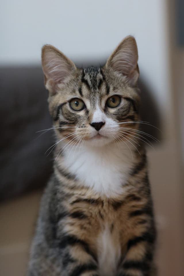 Chat adopté par Nine Lives Paris