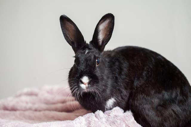 Chat adopté par Nine Lives Paris