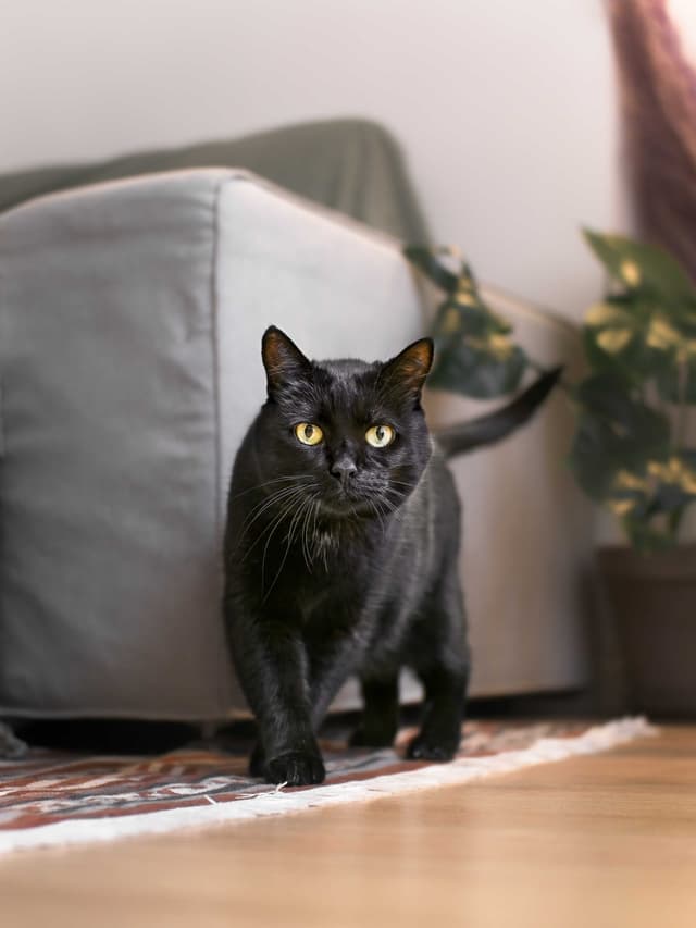 Chat adopté par Nine Lives Paris