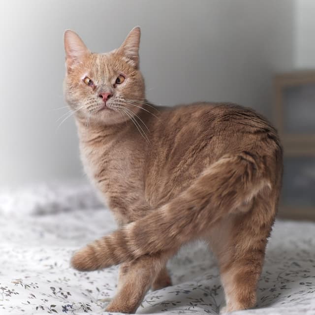 Chat adopté par Nine Lives Paris