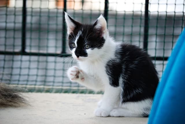 Chat adopté par Nine Lives Paris