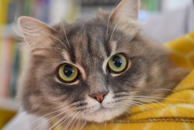 Chat adopté par Nine Lives Paris