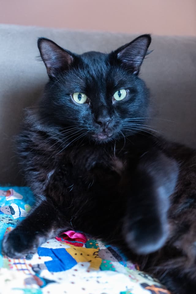 Chat adopté par Nine Lives Paris