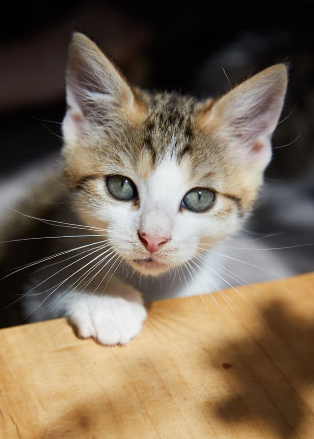 Chat adopté par Nine Lives Paris