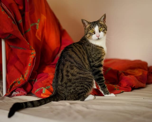 Chat recueilli par Nine Lives Paris