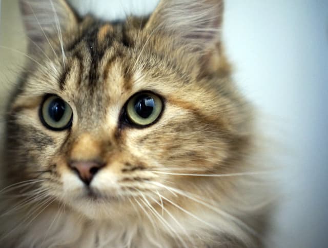 Chat adopté par Nine Lives Paris