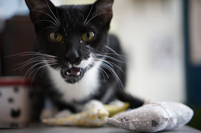 Chat adopté par Nine Lives Paris