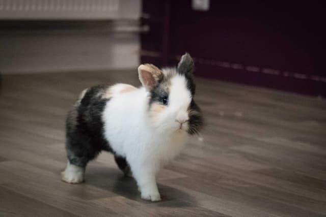 Chat recueilli par Nine Lives Paris