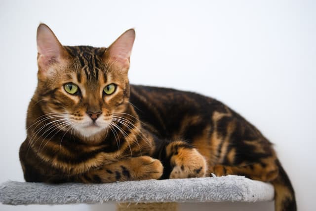 Chat recueilli par Nine Lives Paris