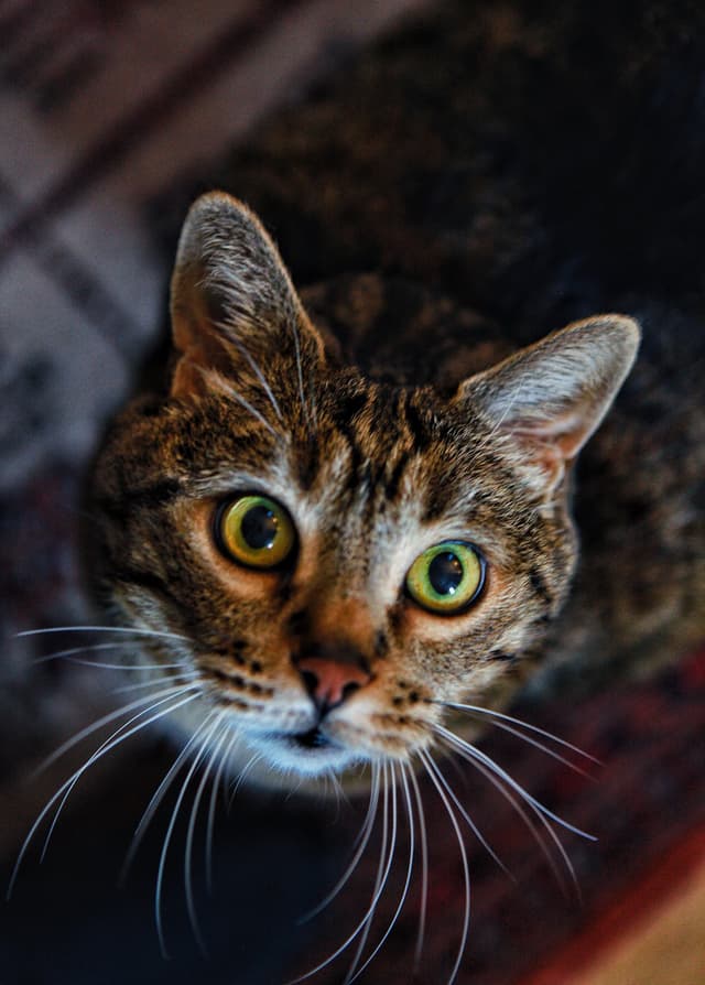 Chat adopté par Nine Lives Paris