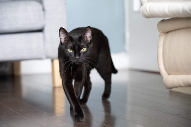 Chat recueilli par Nine Lives Paris