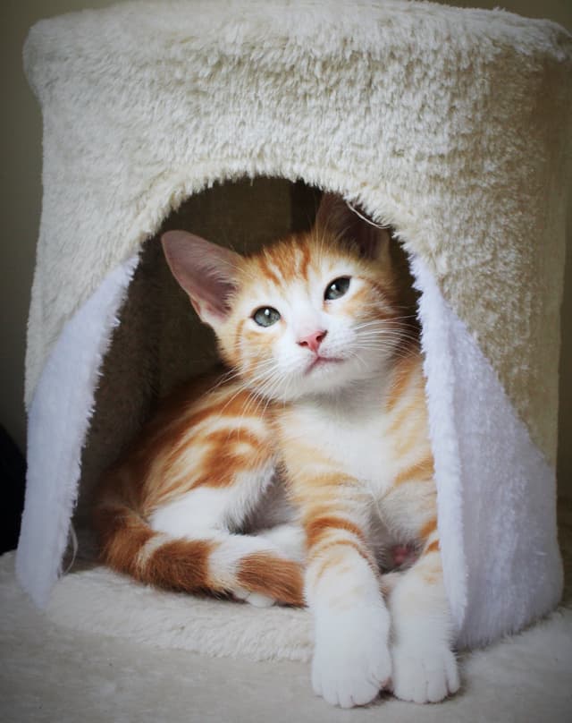 Chat recueilli par Nine Lives Paris