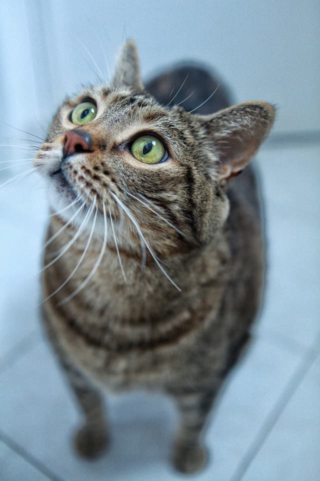 Chat recueilli par Nine Lives Paris