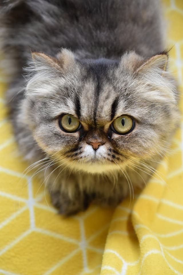 Chat recueilli par Nine Lives Paris