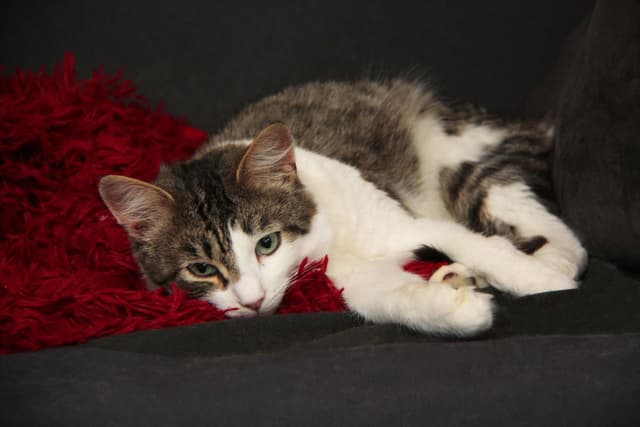 Chat recueilli par Nine Lives Paris