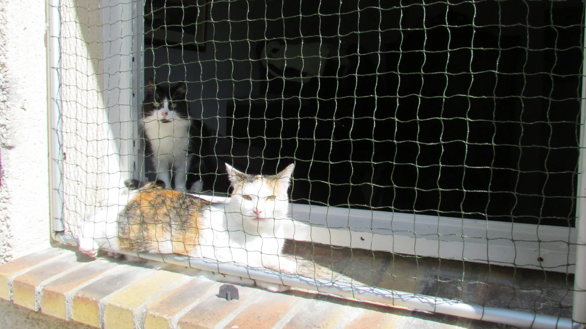 Protection pour chats - filets