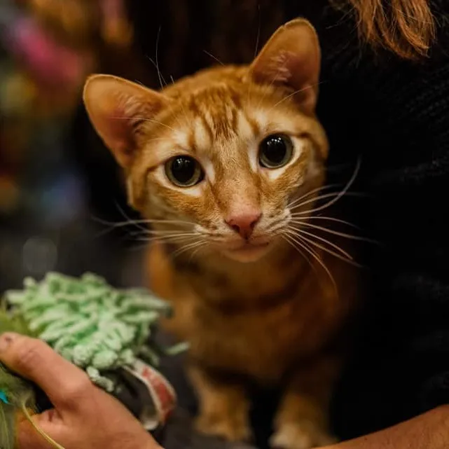 Wiskey, un de nos protégés