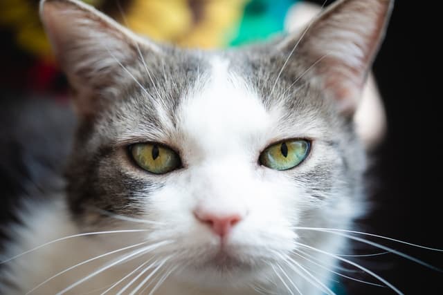 Chat adopté par Nine Lives Paris