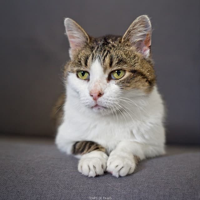 Chat adopté par Nine Lives Paris